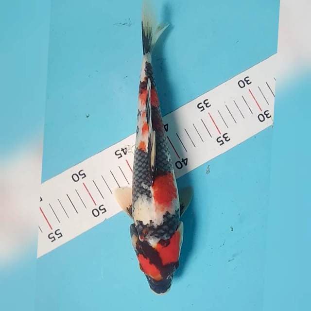 Showa 30cm ori
