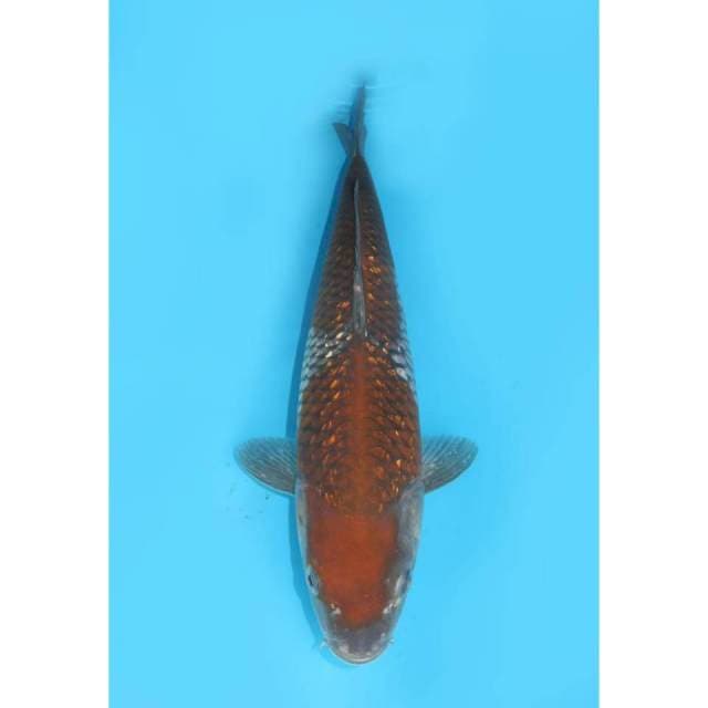 Ochiba Shigure Ginrin - 32cm male