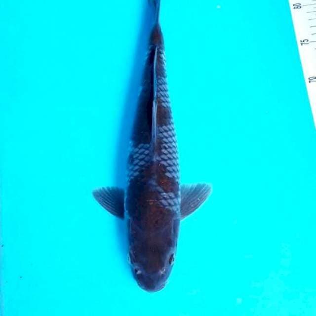 OCHIBA 36 CM