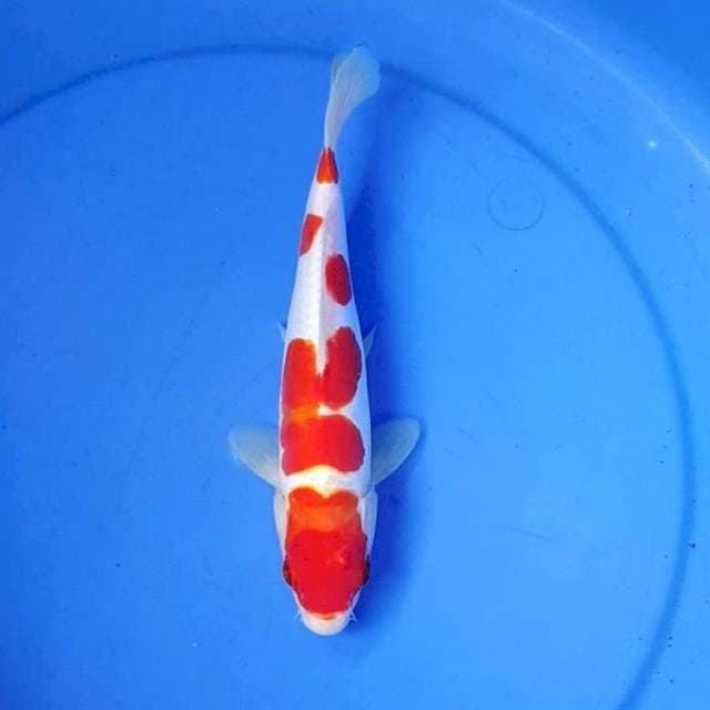 KOHAKU DOITSU MURNI