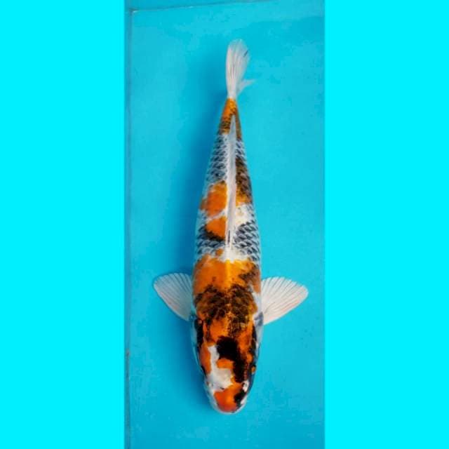 JUMBO KIN SHOWA 57 CM
