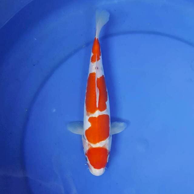 KOHAKU DOITSU 