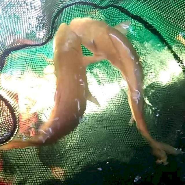 5. Duo Karashi || 28 cm