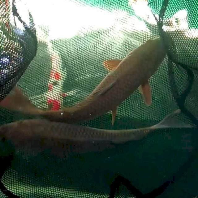 6. Duo Penjinak Kolam || 30 cm