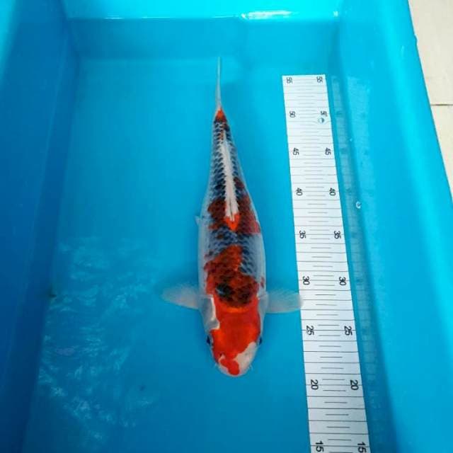 RED GOSIKI BULDOSER