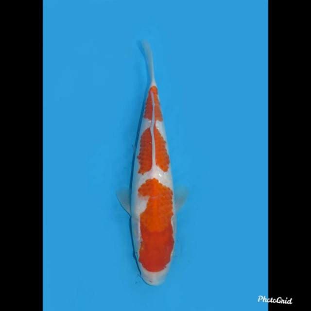 23cm Sandan Kohaku 