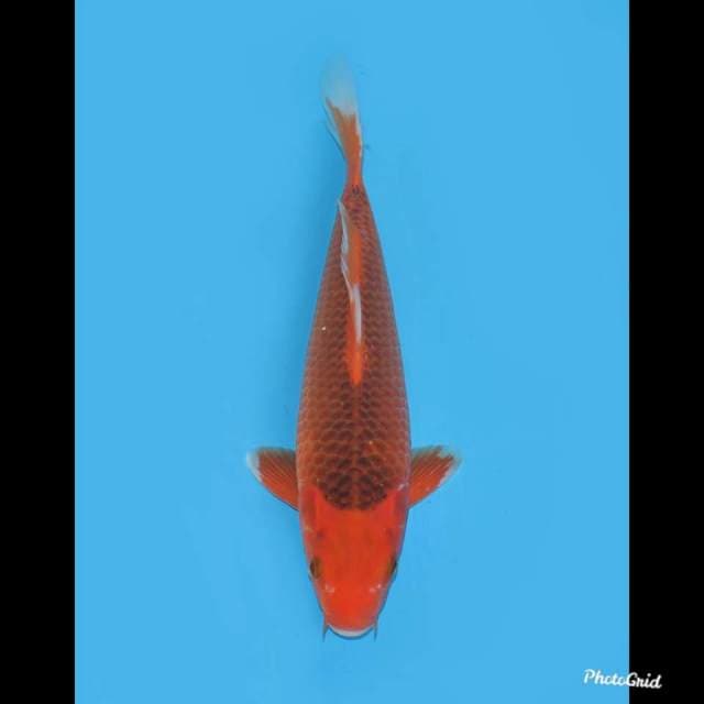32cm Aka Matsuba