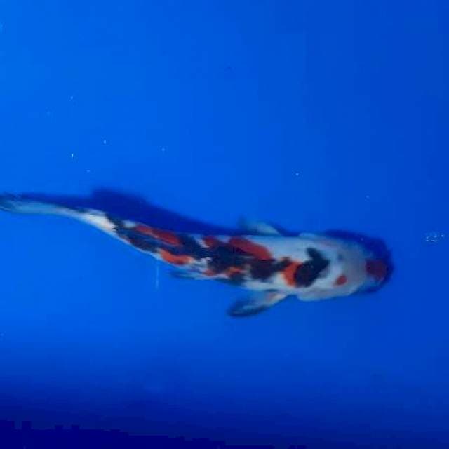 Kuchibeni showa
