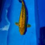 Lelang Ulang Midorigoi Ginrin 45BU Male