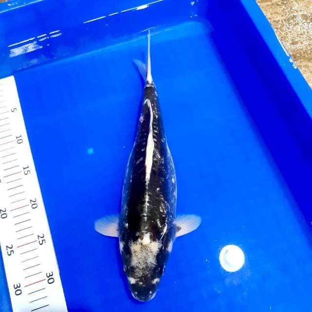 Kumon 34 cm