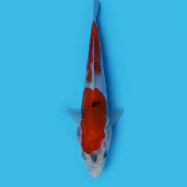 ND BELAHAN 21CM