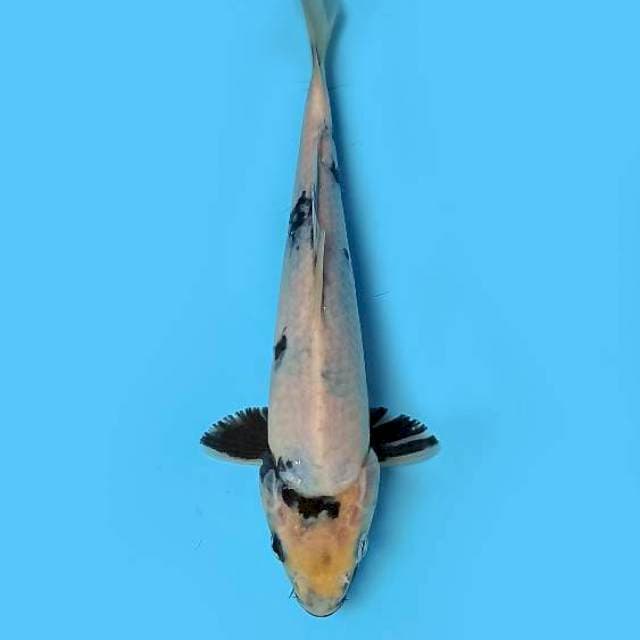 ND SNOPY 22CM