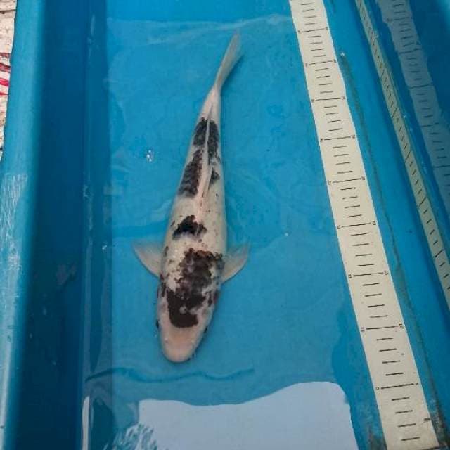 Sumi Goromo 35cm