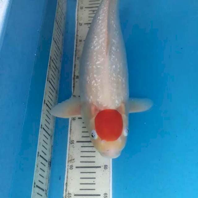 Tancho Kohaku 48 cm