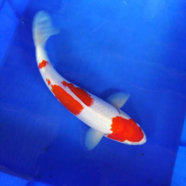 Kohaku