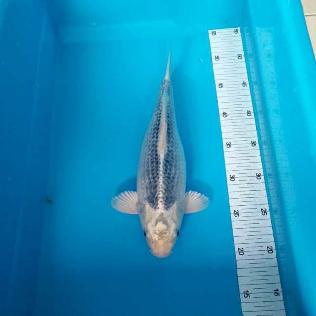 KIN MATSUBA BULKY PUNUK