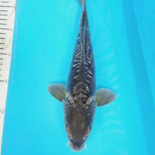 DOITSU SORAGOI 31cm