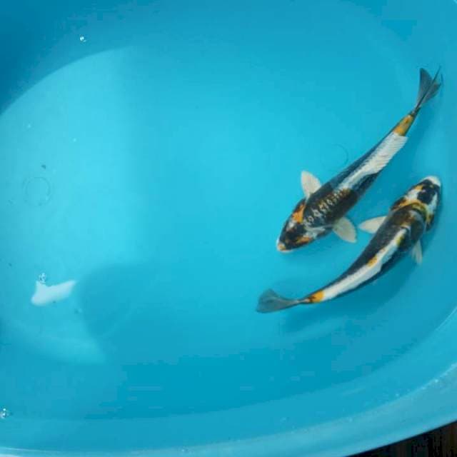 kabuto pola