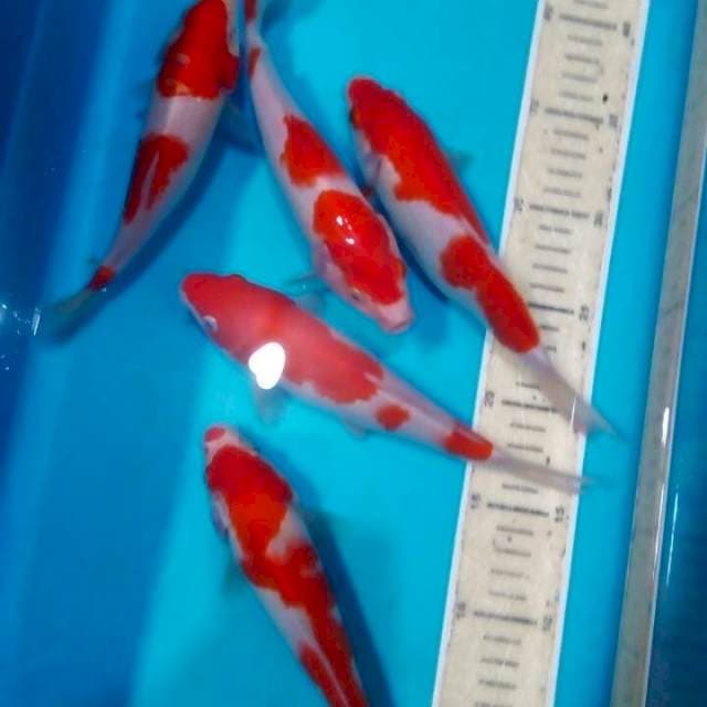 Kohaku