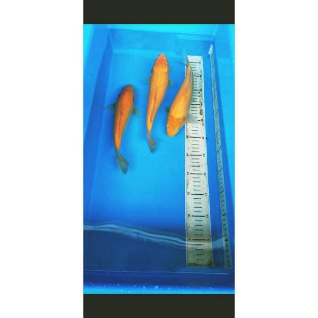 KARASI PUNUK SZ 30 CM JANTAN 1