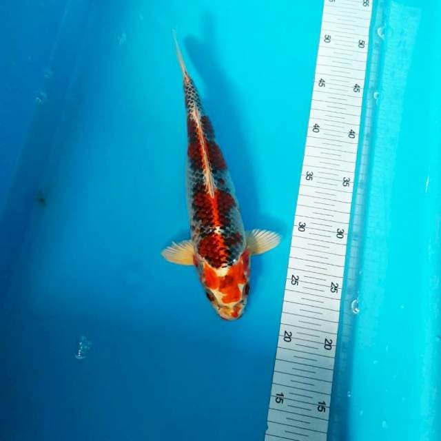 RED KUJAKU