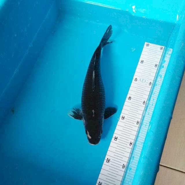 HITAM MANIS
