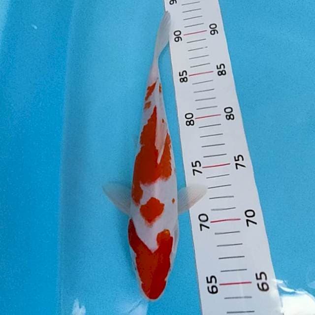 Kohaku 27cm ori