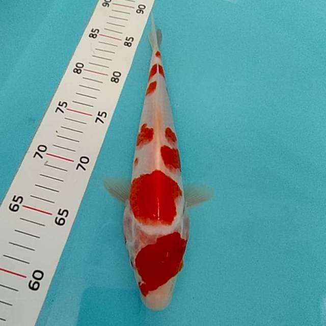 Kohaku 28 cm
