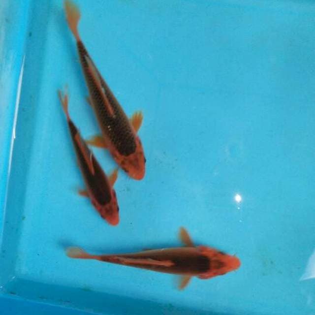 aka matsuba halus 15/17/18CM