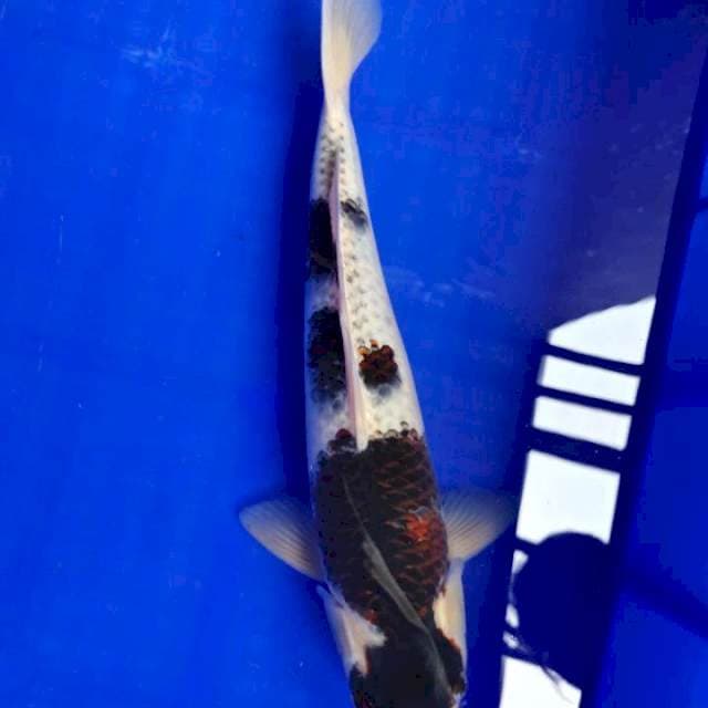 Budo goromo 37 cm top