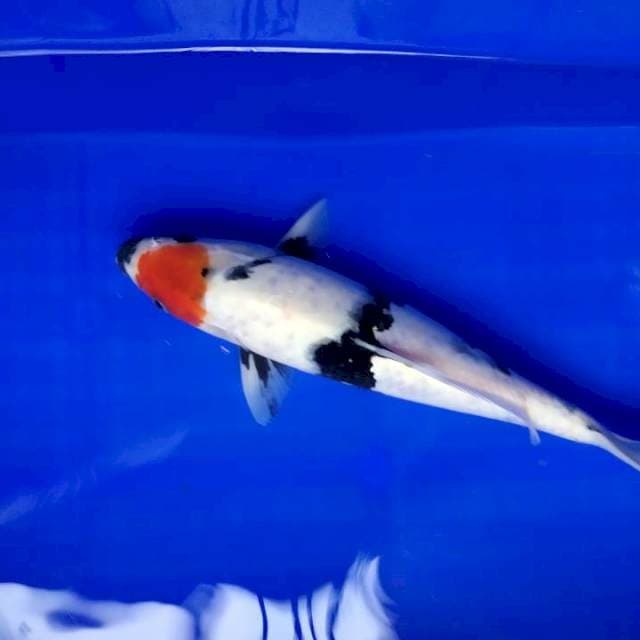 Tanco showa 32 cm