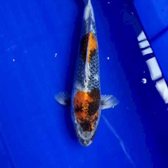 Showa 36cm