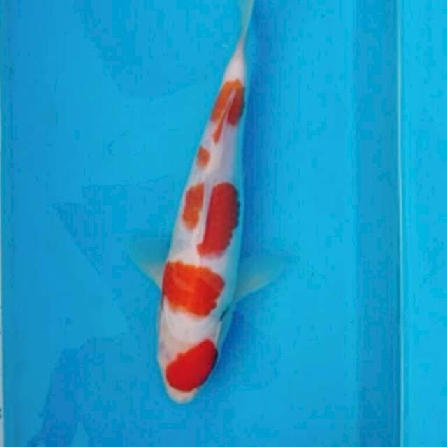 KOHAKU