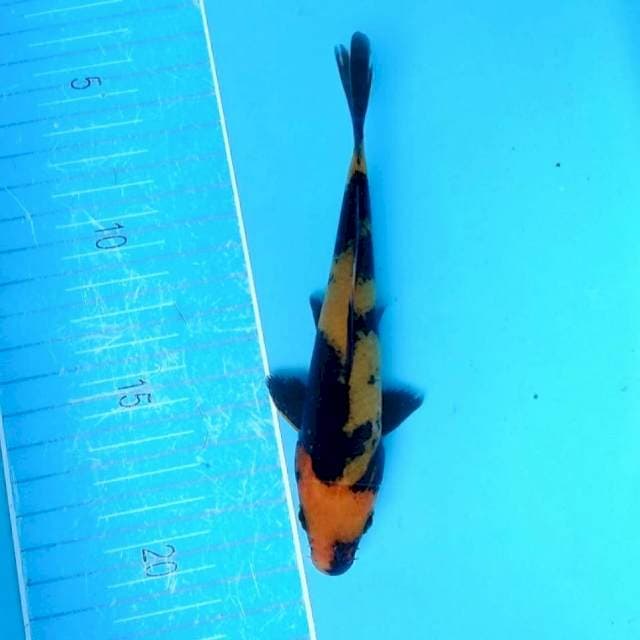 Hi utsuri 15 cm