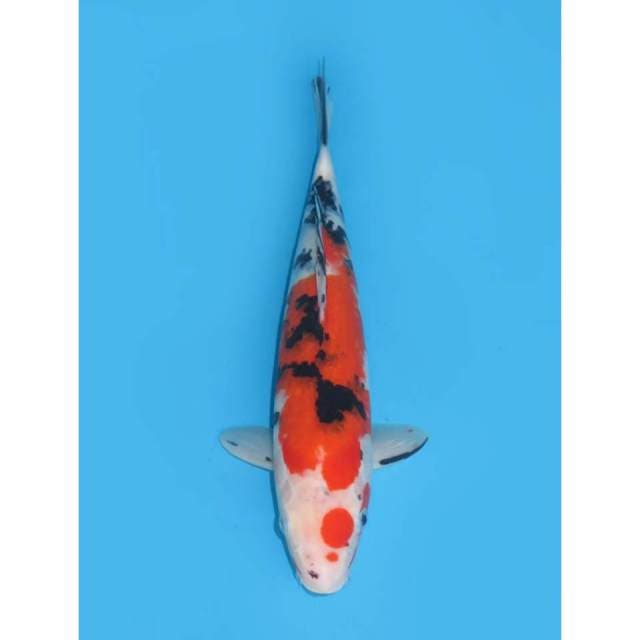Taisho sanke - 34cm Male