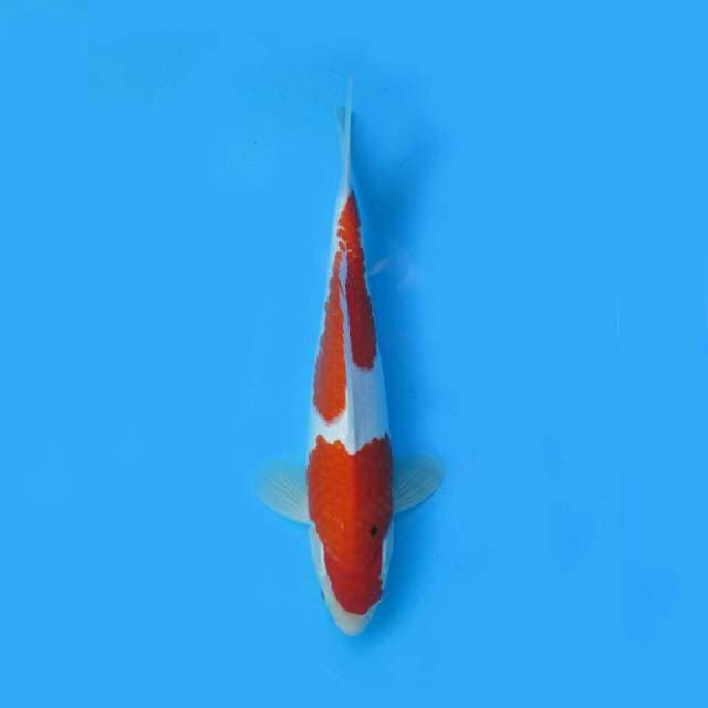 Kohaku Nidan