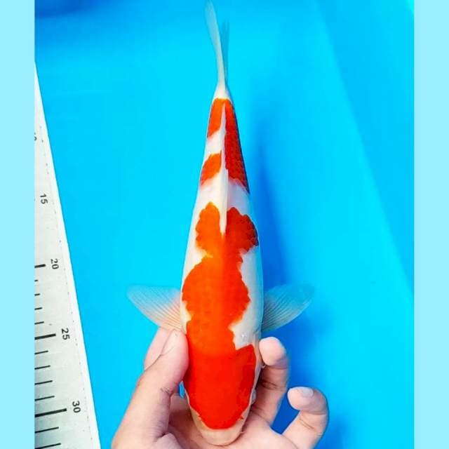 SQ kohaku