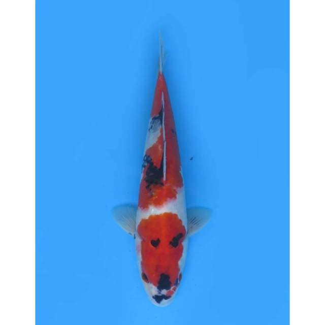 Showa Tategoi A - 33cm Male