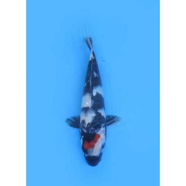 Tancho Showa Ori - 28cm Male
