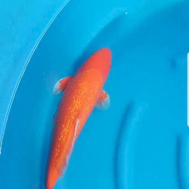 Red Karashi Ginrin import Marusei