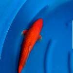 Red Karashi Ginrin import Marusei 