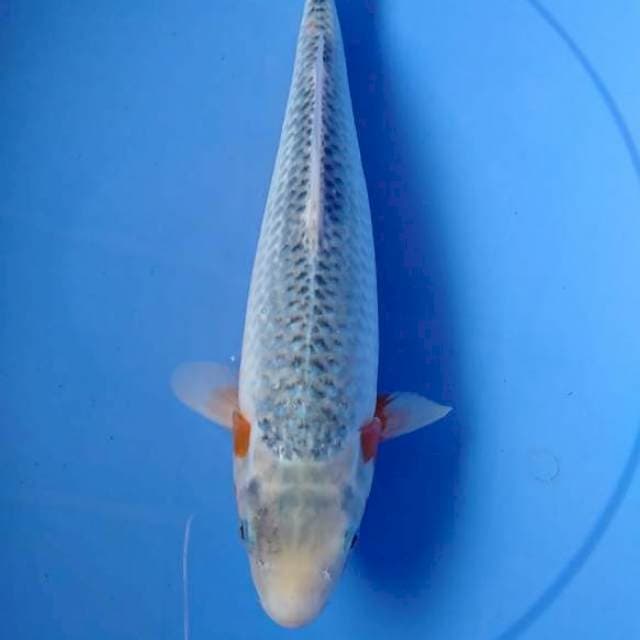 Ssagi
