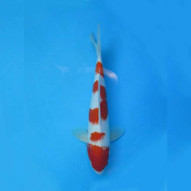 Yondan Kohaku