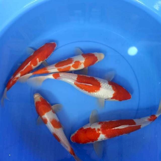 KOHAKU 5 EKOR 30CM-38CM