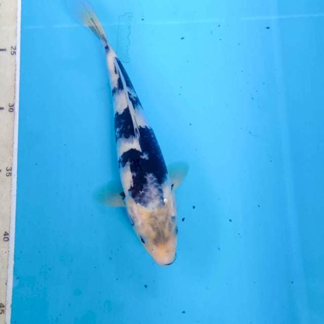 Shiro, 23 cm