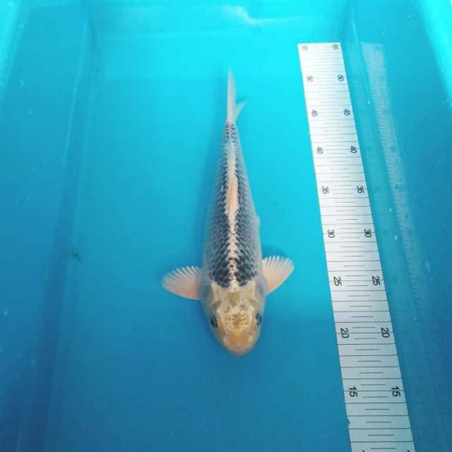 KIN MATSUBA PUNUK