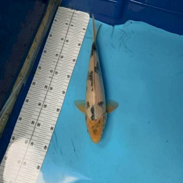 ND GREAT MALE 35Cm