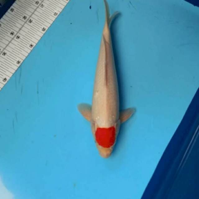 ND ORI REDMALE 36CM