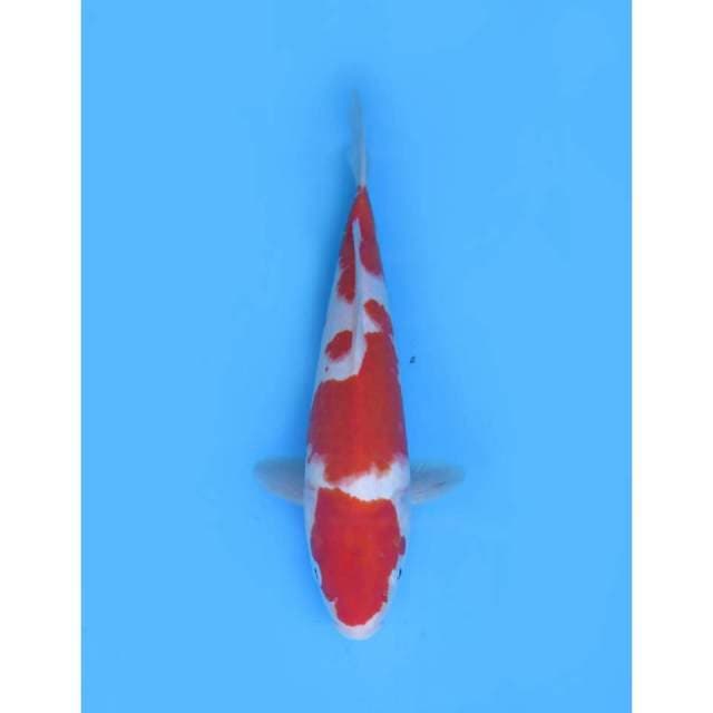 Super Red Kohaku - 30cm Male