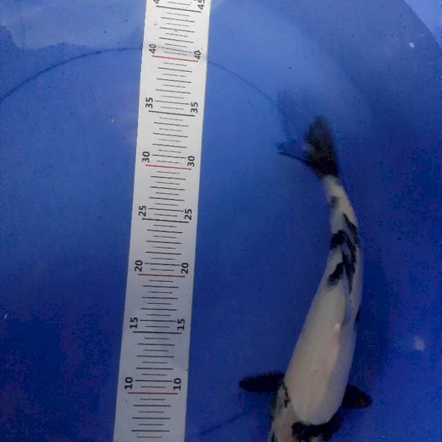 Shiro 30 cm
